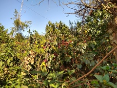 Coffea arabica