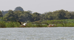 Pelecanus onocrotalus