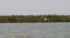 Pelecanus onocrotalus