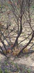 Eucalyptus stricta