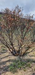Eucalyptus stricta