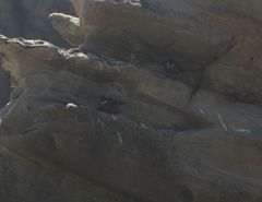 Cinclodes nigrofumosus