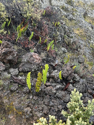 Polypodium pellucidum observed 2026-03-12