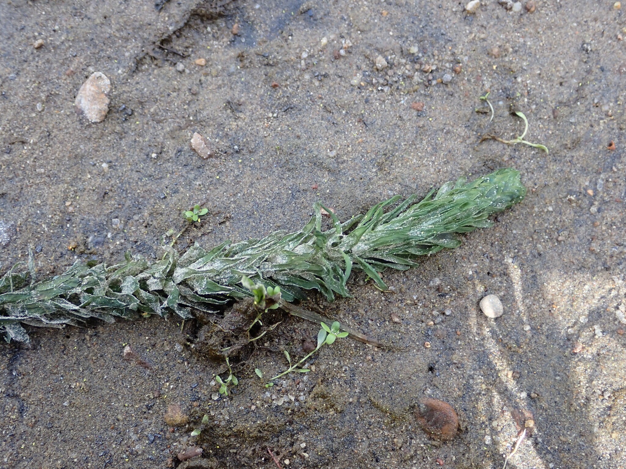 Brazilian Elodea (Elodea densa)
