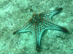 Pentaceraster cumingi