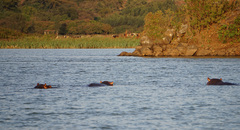 Hippopotamus amphibius