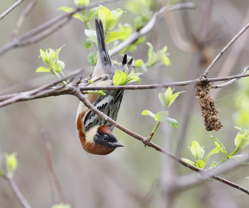 Bay-breasted Warbler, Ottawa County, OH, USA, photo 7 of 10