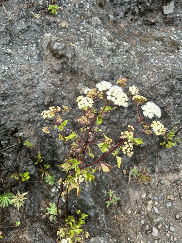 Ageratina adenophora observed 2026-03-12