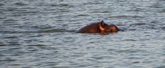 Hippopotamus amphibius