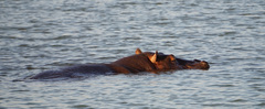 Hippopotamus amphibius