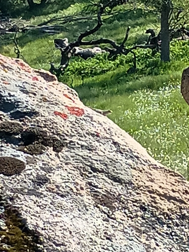 iNaturalist observation photo of Lizards