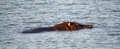 Hippopotamus amphibius