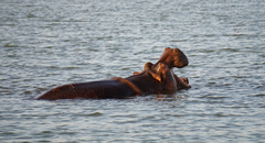 Hippopotamus amphibius
