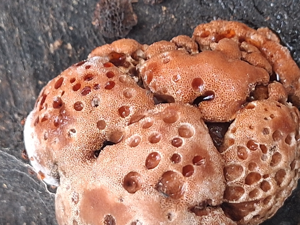 Abortiporus biennis · March 2026 · photo: © rocio_pose (iNaturalist, cc-by)