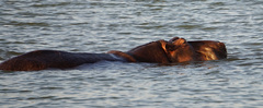 Hippopotamus amphibius