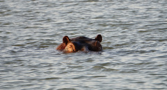Hippopotamus amphibius