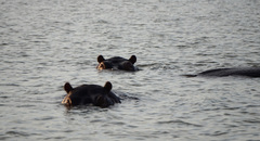 Hippopotamus amphibius