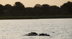 Hippopotamus amphibius