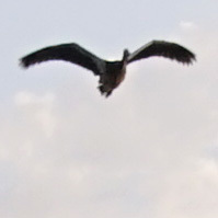 Alopochen aegyptiaca