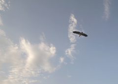 Alopochen aegyptiaca