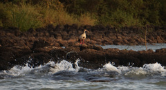 Alopochen aegyptiaca