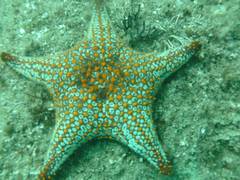 Pentaceraster cumingi