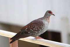 Columba guinea
