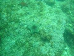 Pentaceraster cumingi