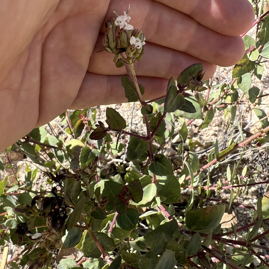 Guardiola platyphylla; photograph (c) Mark Pollock, some rights reserved (CC BY)