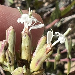 (c) Mark Pollock, some rights reserved (CC BY) Guardiola platyphylla, photograph (c) Mark Pollock, some rights reserved (CC BY)