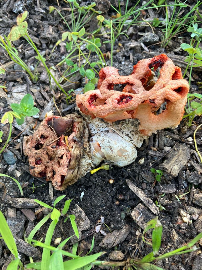 Clathrus ruber · March 2026 · photo: © gecbrew (iNaturalist, cc-by)