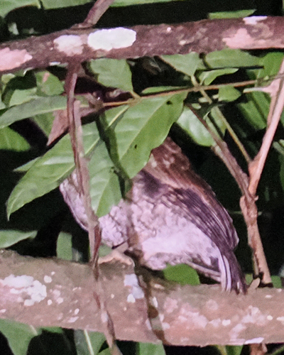 Puerto Rican Owl (Gymnasio nudipes), photo 8