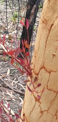 Eucalyptus mannifera