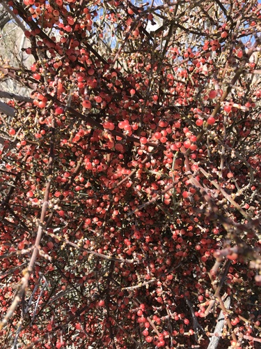 Mesquite Mistletoe