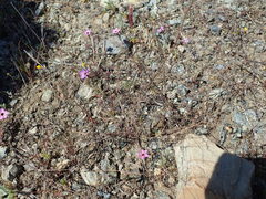 Leptosiphon ambiguus