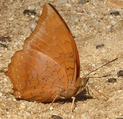 Charaxes bernardus