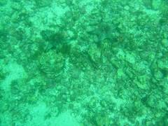 Pentaceraster cumingi