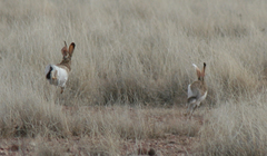 Lepus callotis