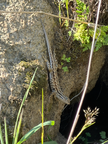iNaturalist observation photo of Common Side-blotched Lizard
