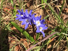 Scilla luciliae