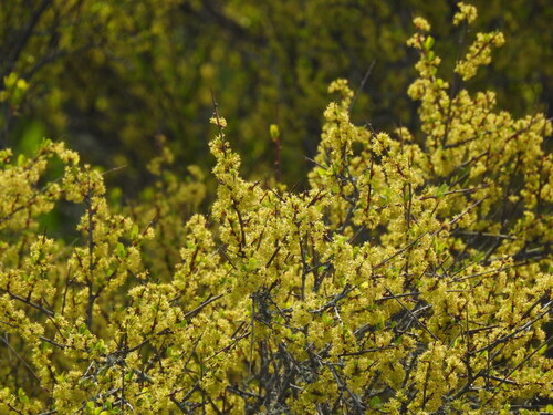 tamujo (Flueggea tinctoria)