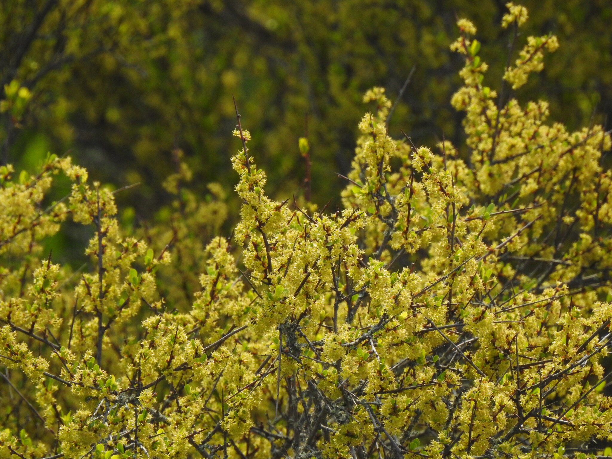 Tamujo (Flueggea tinctoria)