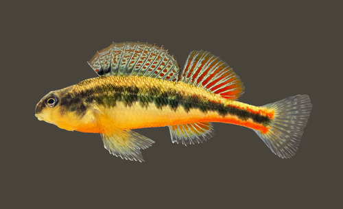 Blackside Snubnose Darter