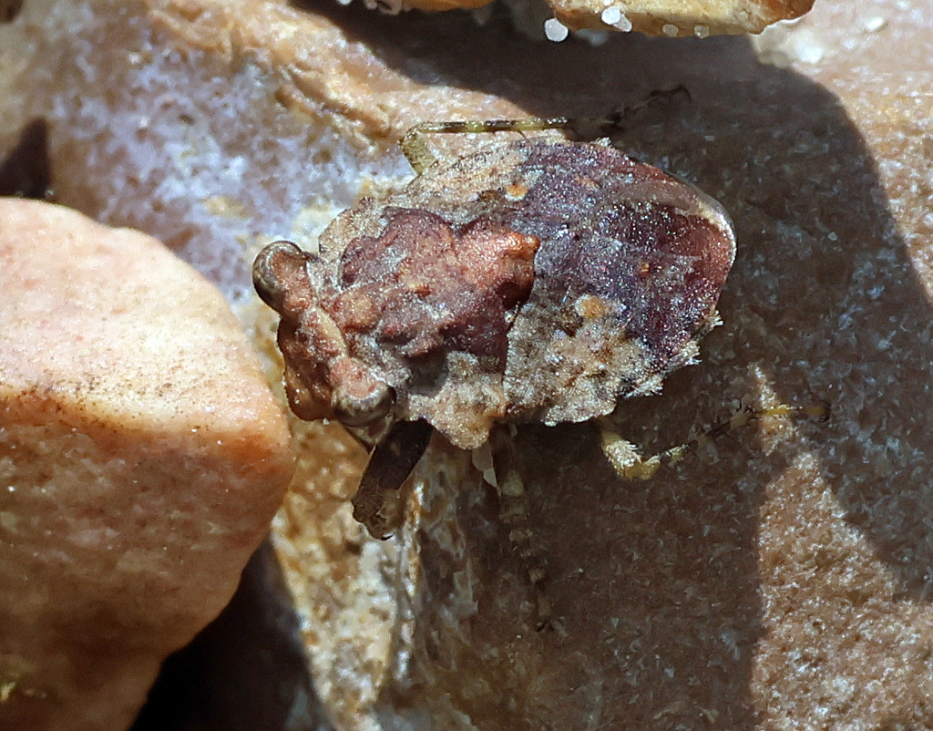 Big-eyed Toad Bug in May 2023 by Ron Goetz · iNaturalist