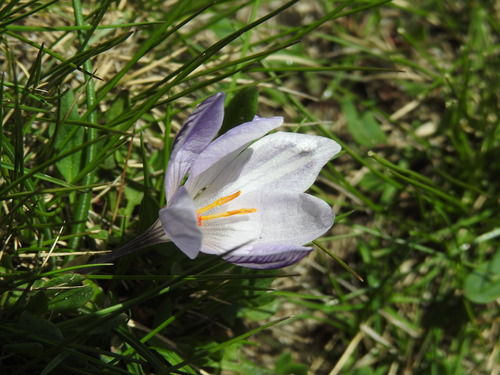 Crocus corsicus, photograph 1
