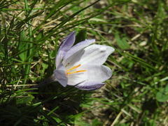 Crocus corsicus, photograph (c) Yves Bas, some rights reserved (CC BY)