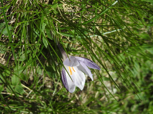 Crocus corsicus, photograph 2