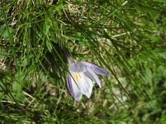 Crocus corsicus, photograph (c) Yves Bas, some rights reserved (CC BY)