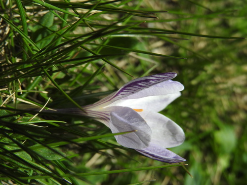 Crocus corsicus