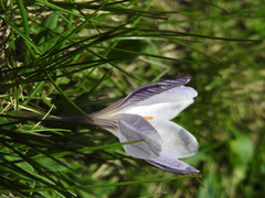 Crocus corsicus
